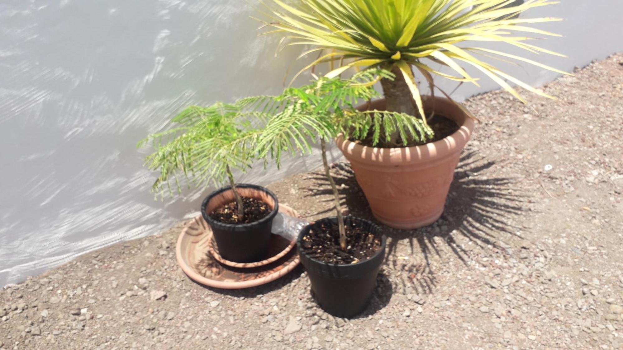 Nueva Casa Rural Piscina Privada Santa Cruz de Tenerife Eksteriør billede